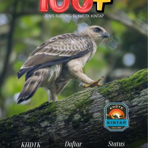 100+ JENIS BURUNG DI KHDTK KINTAP