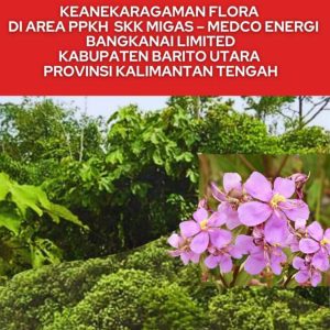 Keanekaragaman Flora di Area SKK Migas-Medco Energi Bangkanai Limited, Kalimantan Tengah (Copy)
